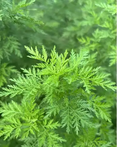 How Can Artemisinin Powder Strengthen Herbal Product Lines?